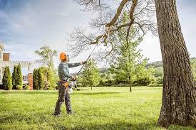 Reliable Rio Grande, NJ Tree Care Services Solutions