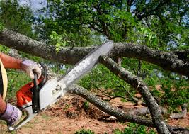 Best Tree Preservation Services  in Rio Grande, NJ