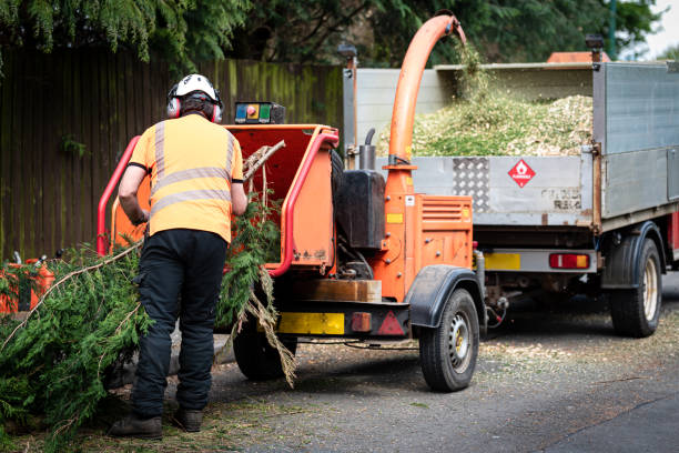 Best Tree and Shrub Care  in Rio Grande, NJ