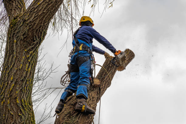 Best Tree Health Inspection  in Rio Grande, NJ